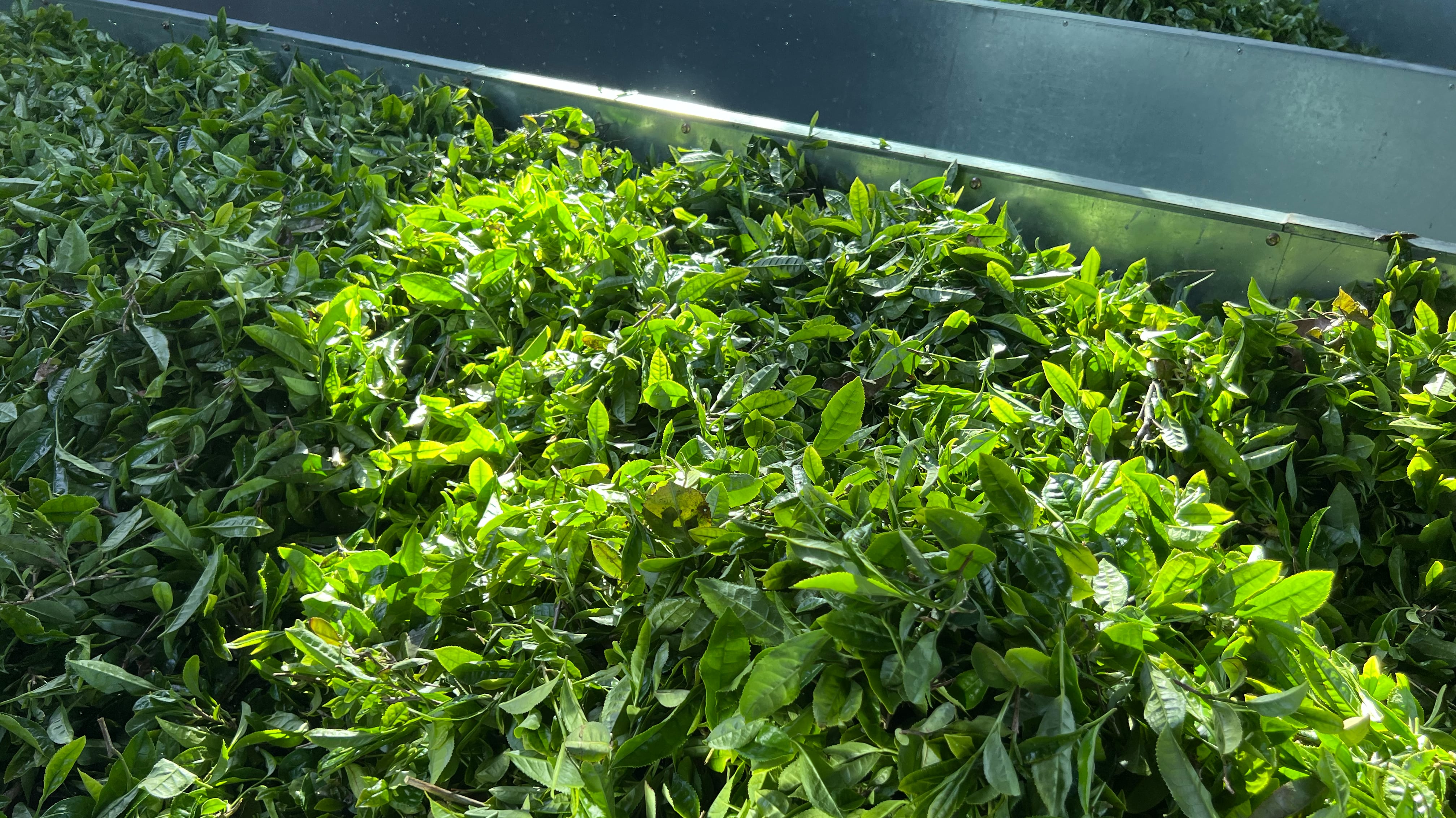 Современный цех обработки чая с контролем качества и специализированным оборудованием