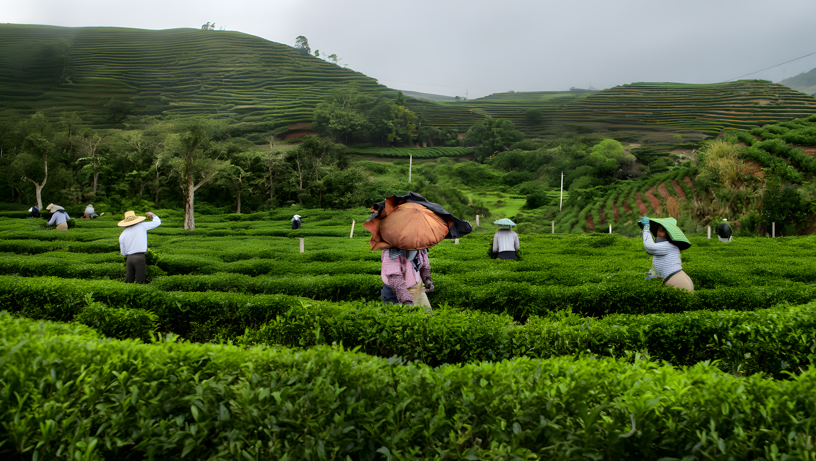 Крупный план рук сборщика, аккуратно собирающего молодые чайные листья традиционным методом